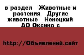  в раздел : Животные и растения » Другие животные . Ненецкий АО,Оксино с.